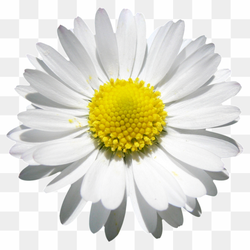 Daisy Family, Fresh Flowers, Floral Bliss, Cake Clipart