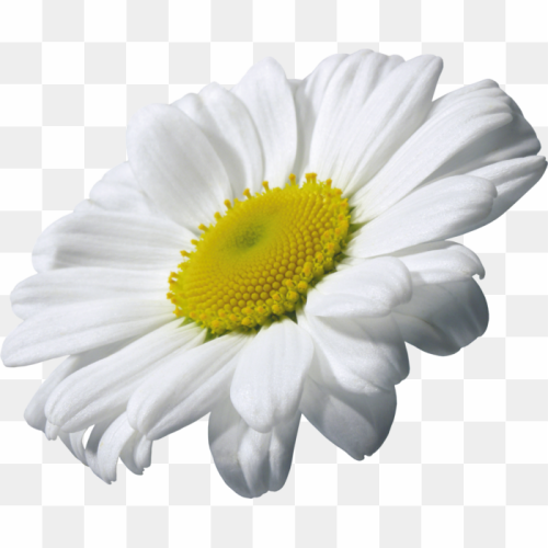 Chamomile Clipart, Nature's White Symphony, Rectangle Clipart