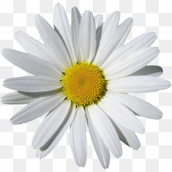 Chamomile Flower, Daisy's Natural White, Flower Clipart