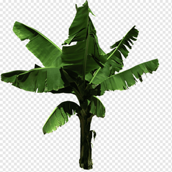 Banana plant stem