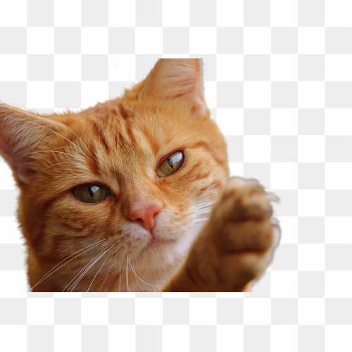 Cat, Cat Kitten Carnivora, Cat background, border, white, mammal png