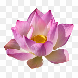 23th image lotus