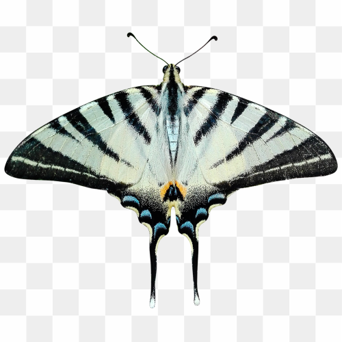25th image insect