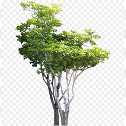 Green tree with background 