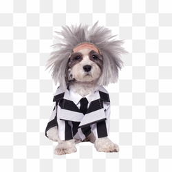 Halloween Costumes Dogs PNG