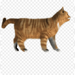 Cat on walk