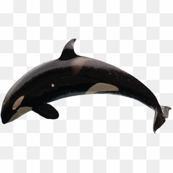 Killer black whale 