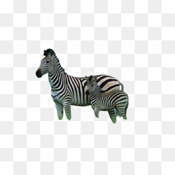 Transperent Animal image 12
