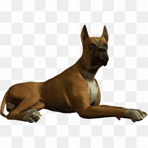 Transparent Animal image 24