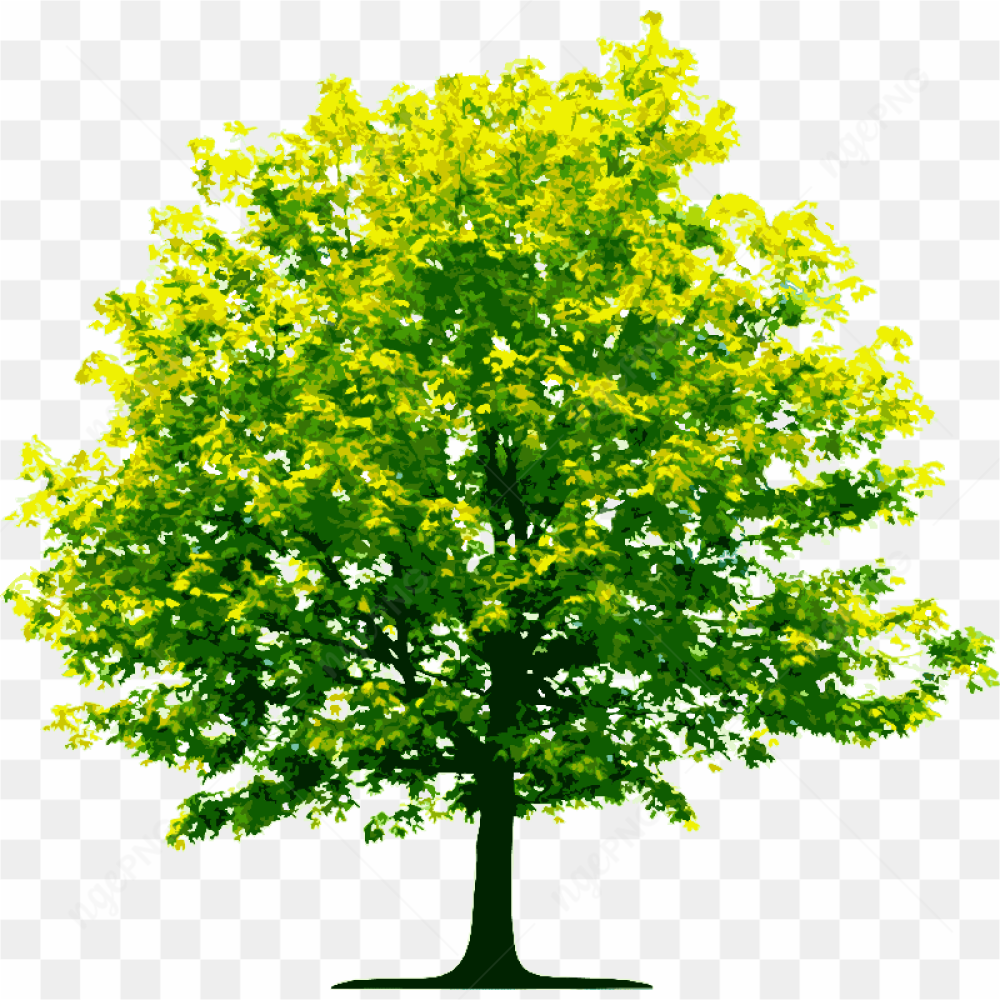 The old tree