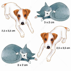Animais gato  cachorro