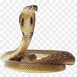 Anaconda Png Image