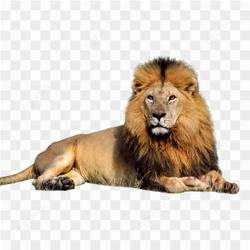 Lion Png Clipart