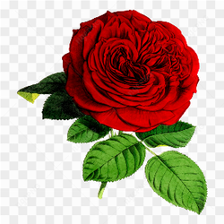 Rose flower transparent beckground