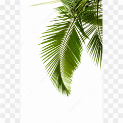 Tree branch background image