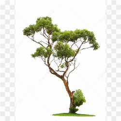 Tree background image