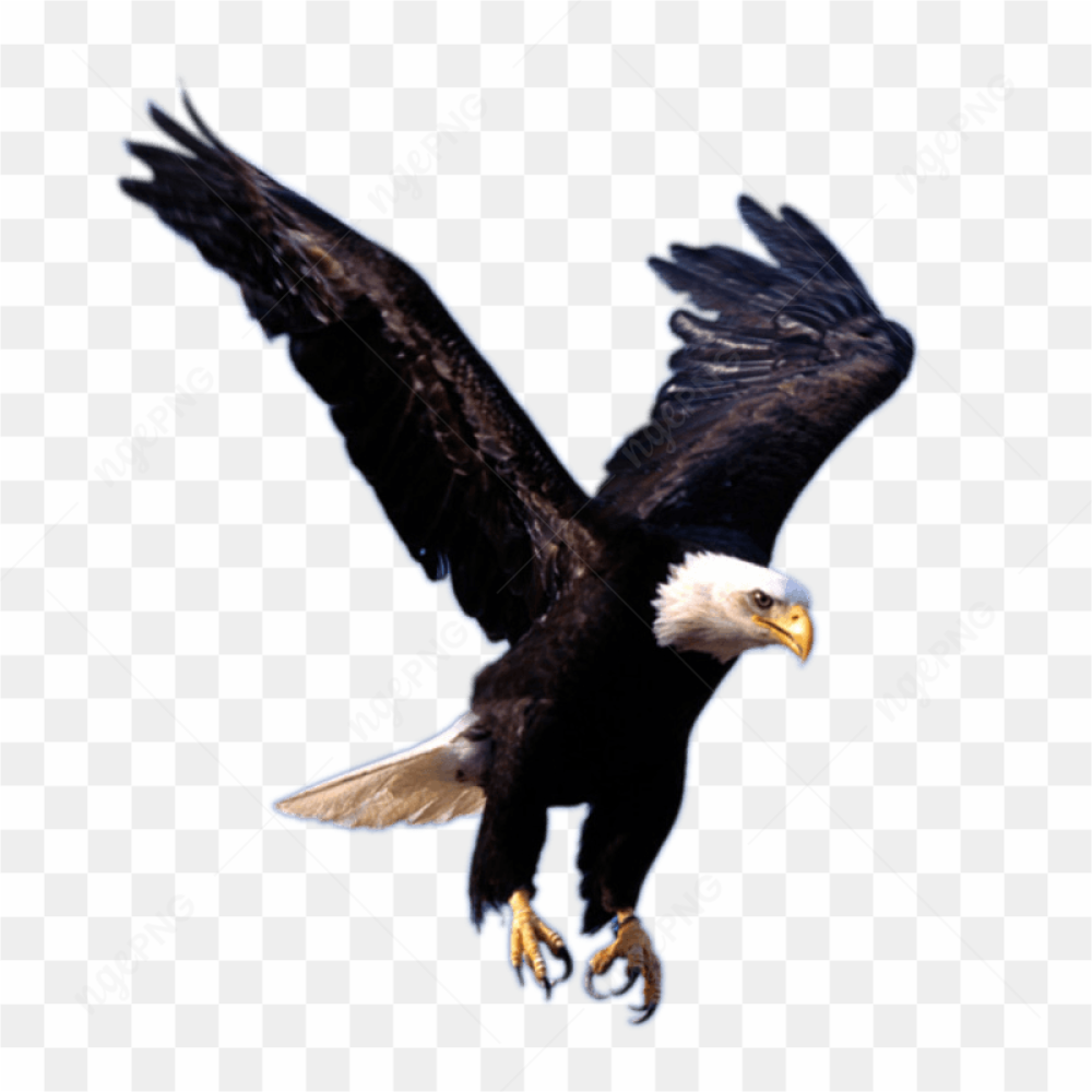 Flying Eagle Sight