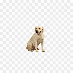 Playful Dog Portrait