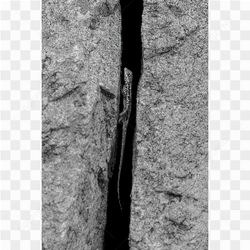 Lizards also camouflage