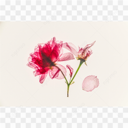 One of the nice looking flowers in the world