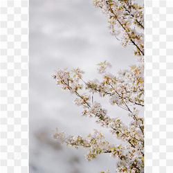 Blossoming in every season