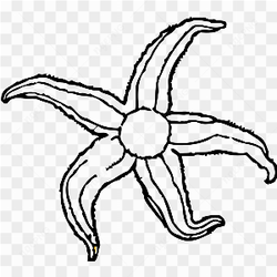 Starfish clip art