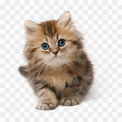 Small kitten cat