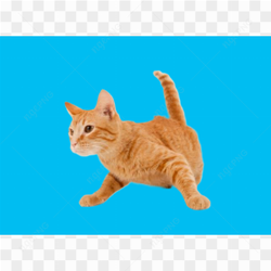 Brown Healthy Cat