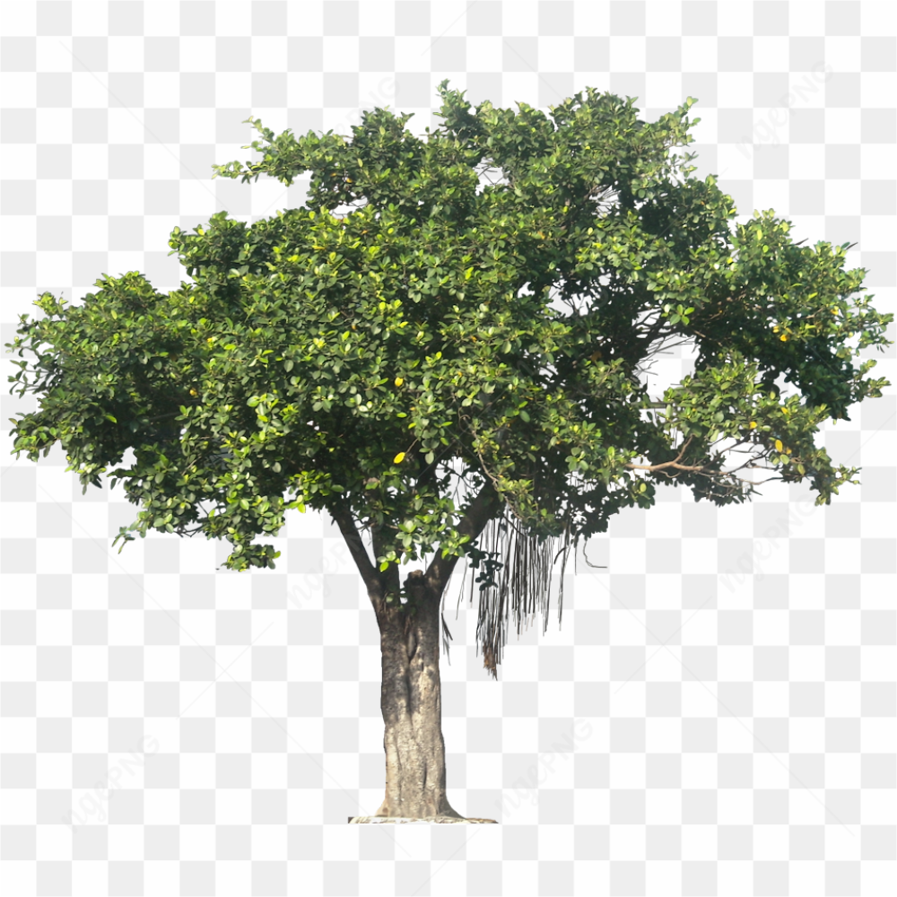 Big green tree png