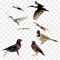 Bird family pictures 