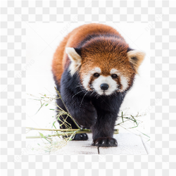 Animals nature fox