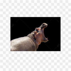 Animals nature hipoptamus