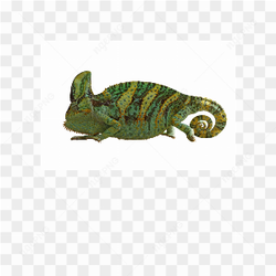Animals nature iguana 