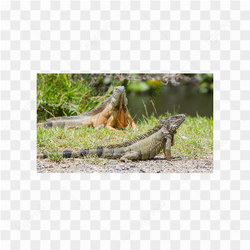 Iguana animals nature 