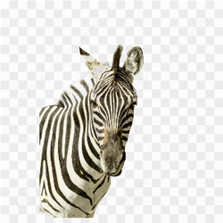 Zebra animals nature 