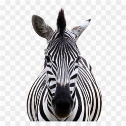 Zebra animals nature 