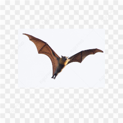 Murcilago animals nature 
