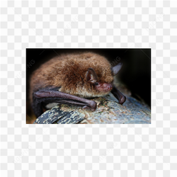 Bat animals nature 