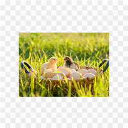 Chicken animals nature 