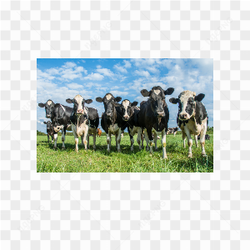 Cow animals nature 