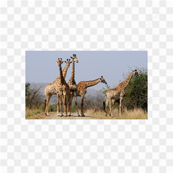 Giraffe animals nature 