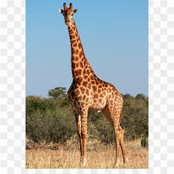 Giraffe animals nature 