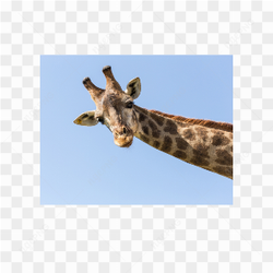 Giraffe animals nature 