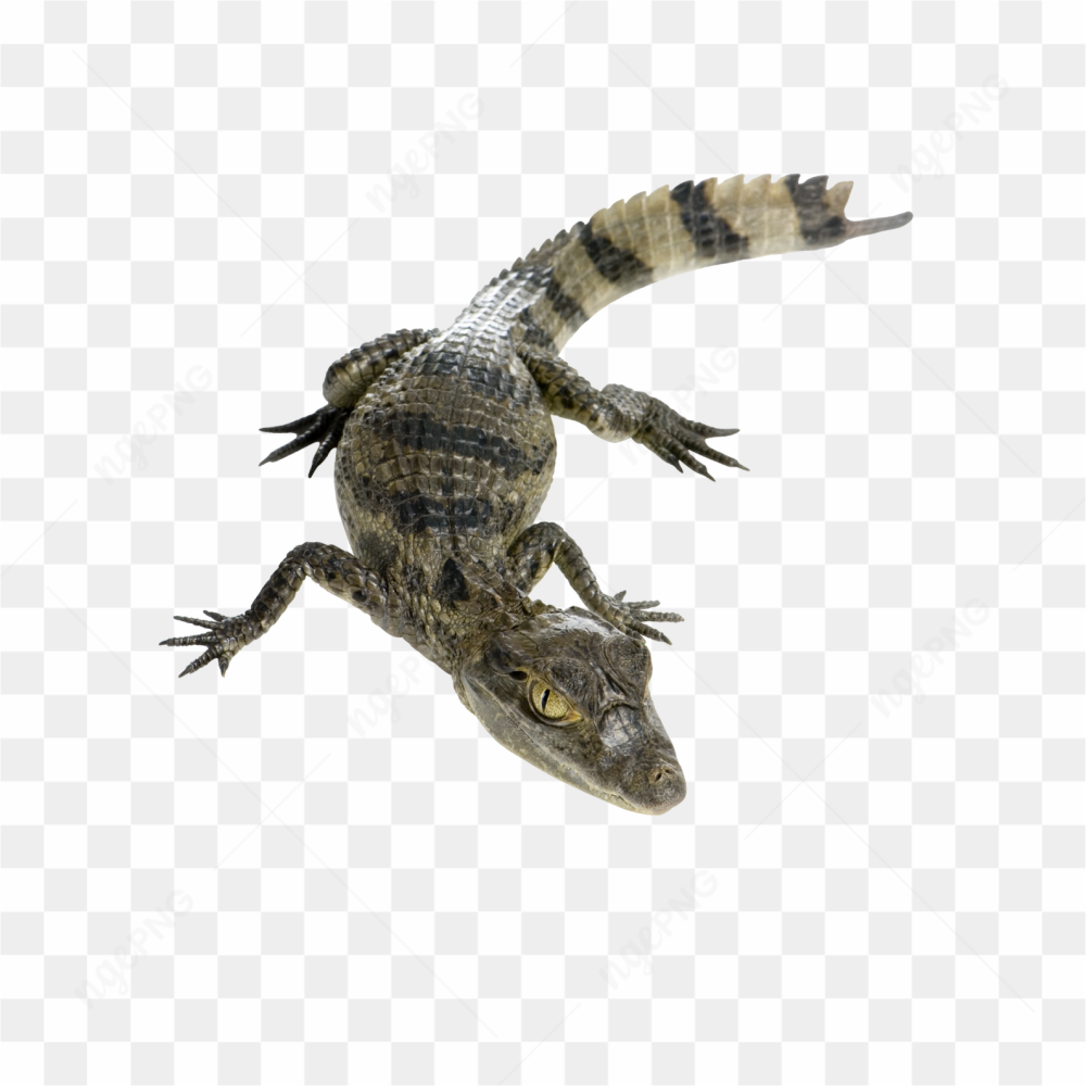 Alligator animals nature 
