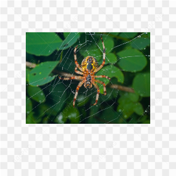 Spider animals nature 