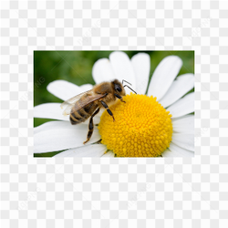Bee animals nature 
