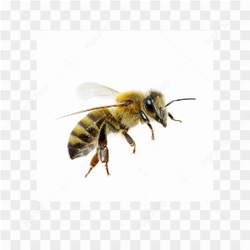 Bee animals nature 