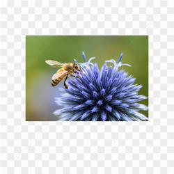 Bee animals nature 