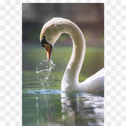 Swan animals nature 