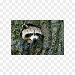 Raccon animals nature 